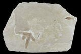 Three Fossil Leaves - Green River Formation, Utah #118018-2